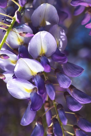 Wisteria In Flowers And Buds